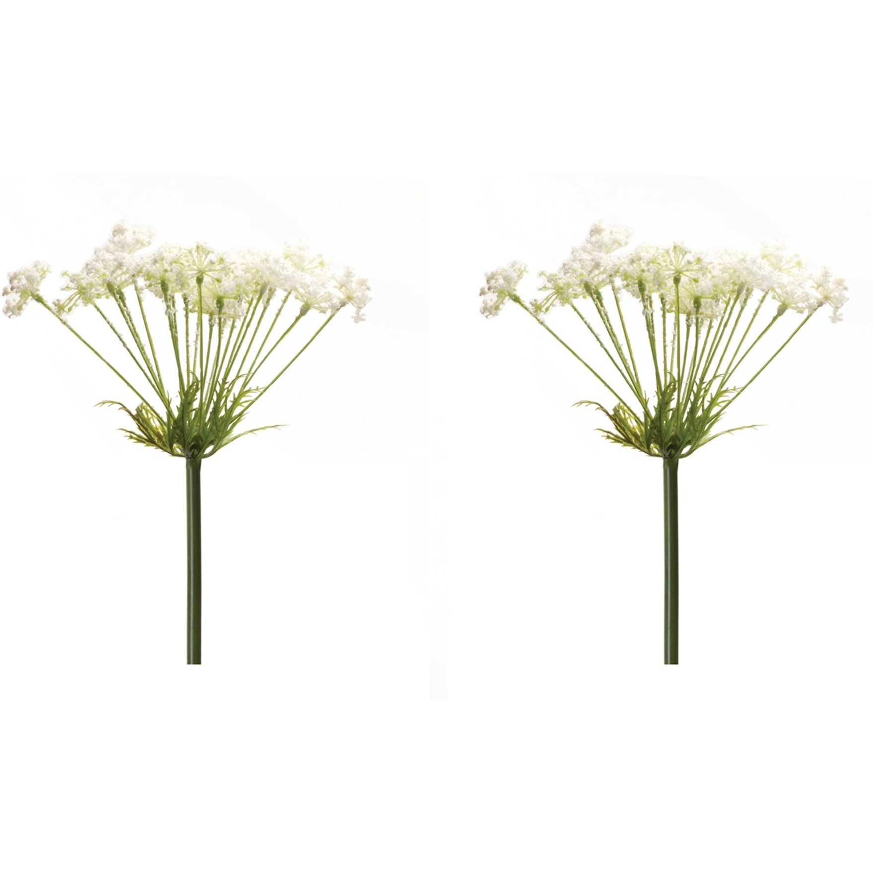 Queen Anne's Lace Stem (Set of 2)