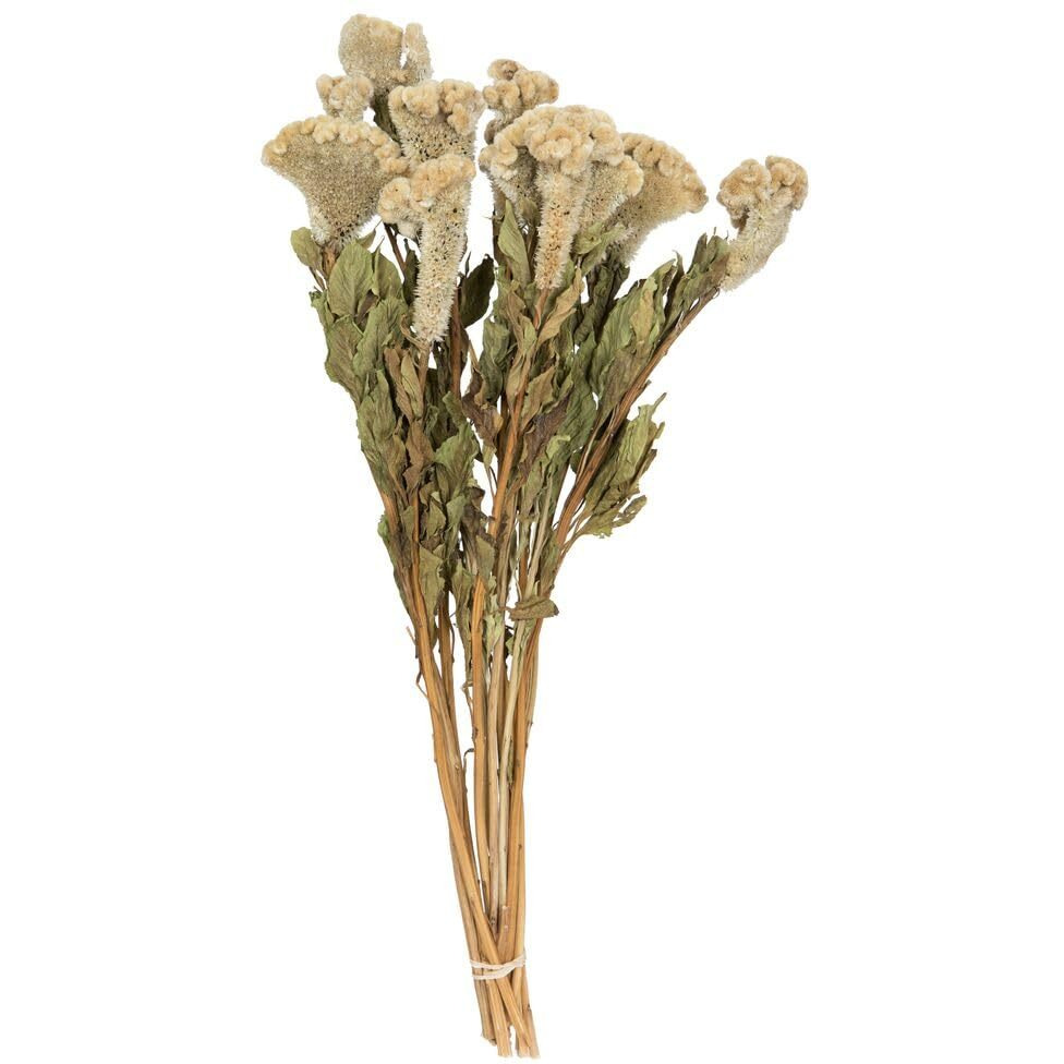 Vickerman Natural Botanicals 18-24" Cream Dried Celosia Coxcomb 4 oz. Bunch