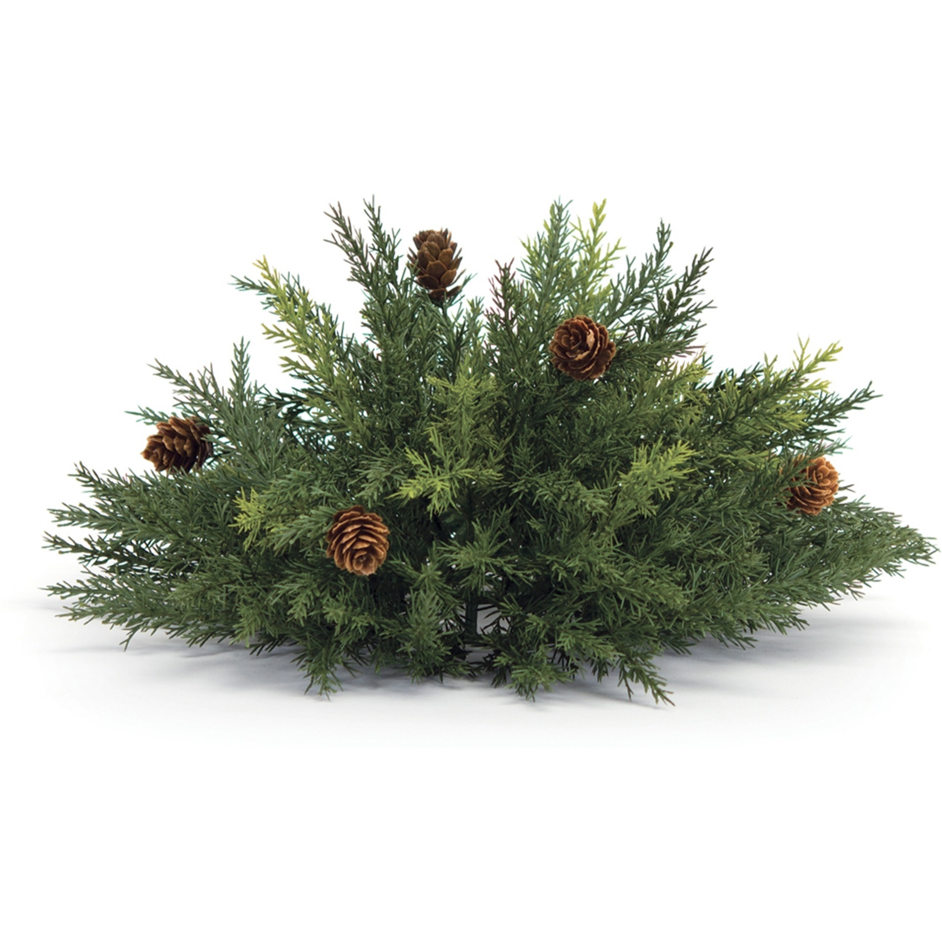 Arborvitae Half Orb 13&quotD