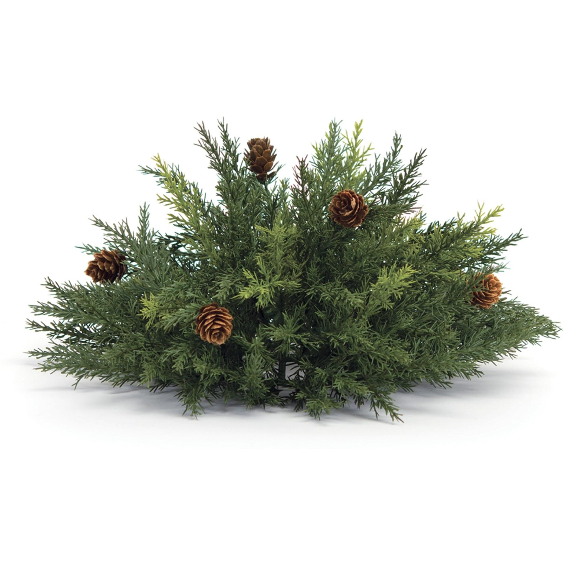 Arborvitae Half Orb 13&quotD