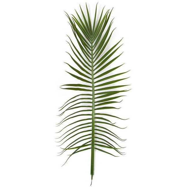 Autograph Foliages AUV-161760 78.5 in. Royal Palm Spray - UV  Green