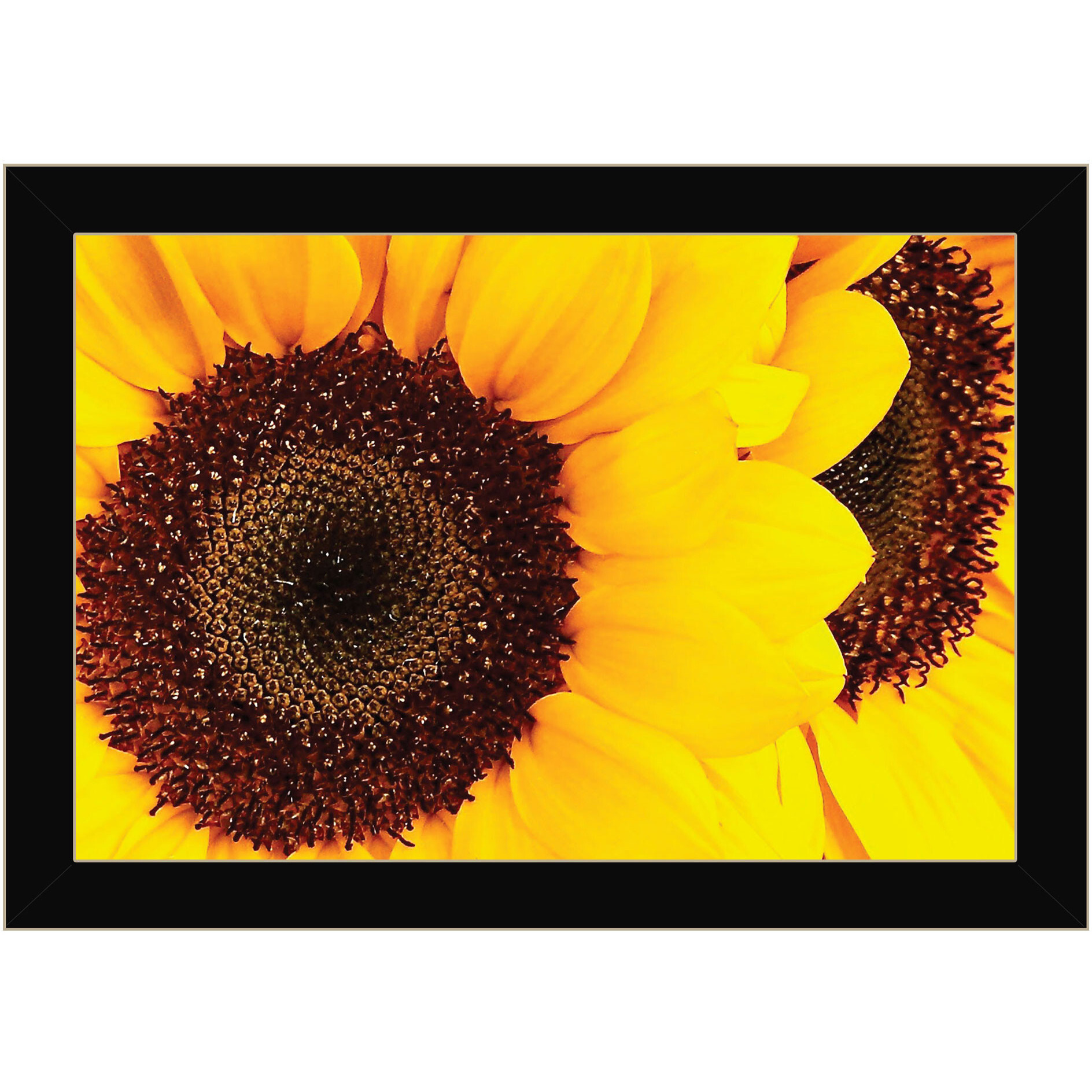 Sunflower Portrait Black Framed Print Wall Art