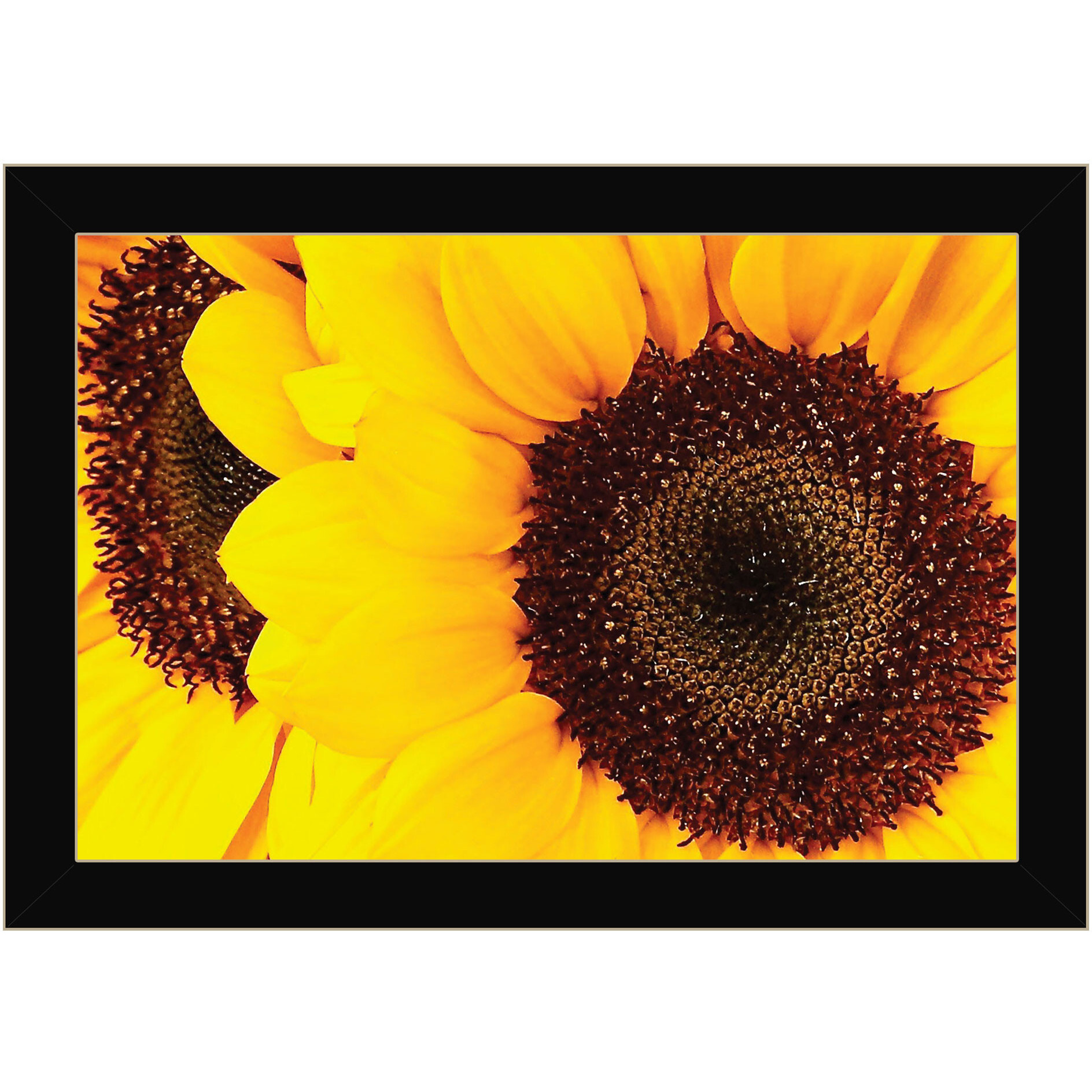 Sunflower Portrait Black Framed Print Wall Art