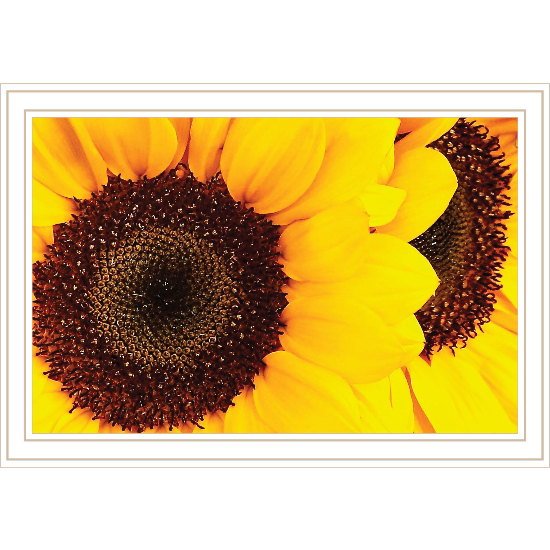 Sunflower Portrait White Framed Print Wall Art