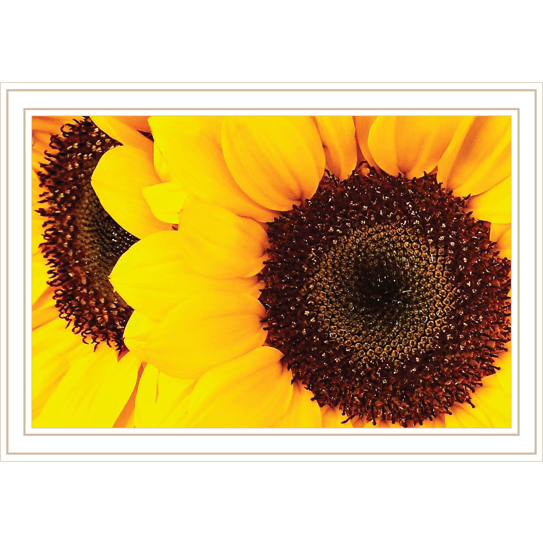 Sunflower Portrait White Framed Print Wall Art