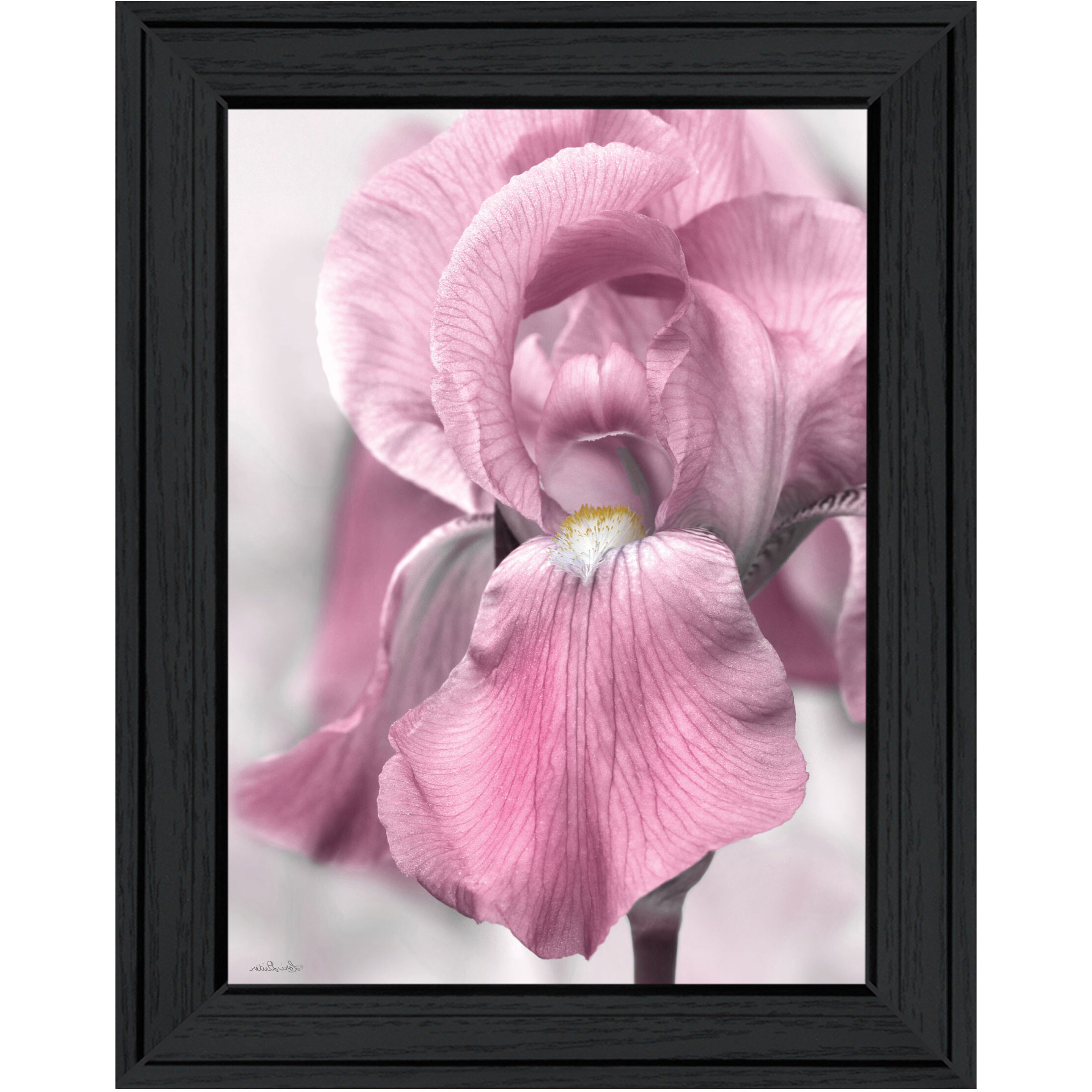 Pink Iris Black Framed Print Wall Art