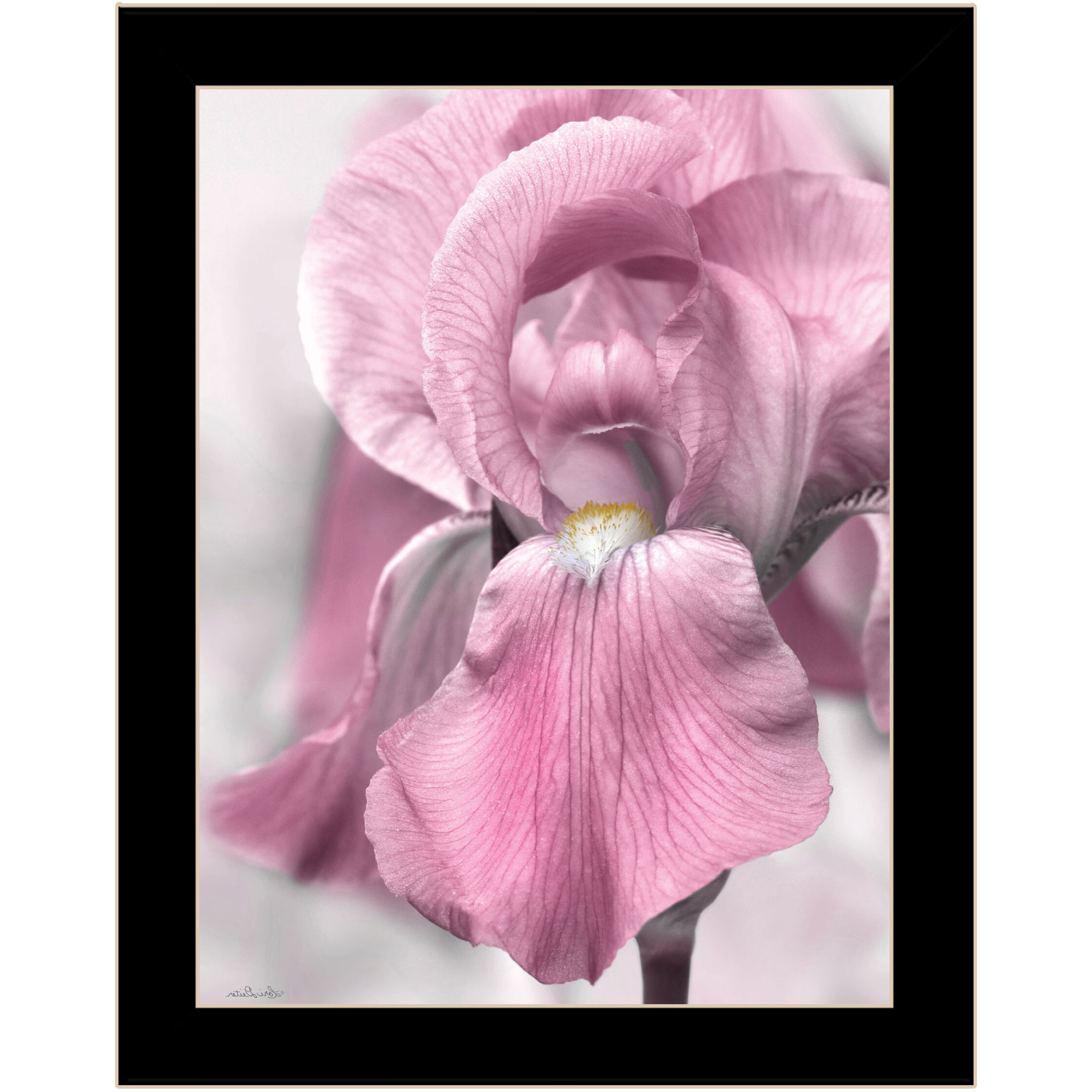 Pink Iris Black Framed Print Wall Art