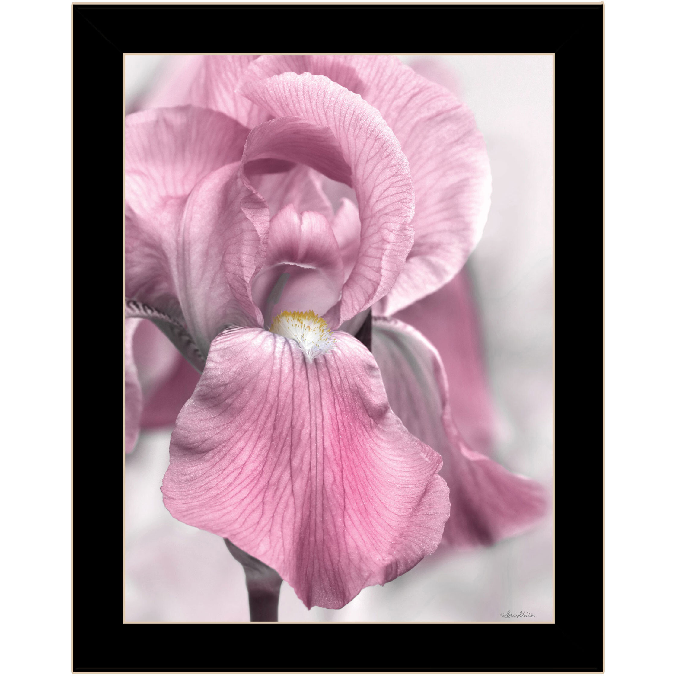Pink Iris Black Framed Print Wall Art