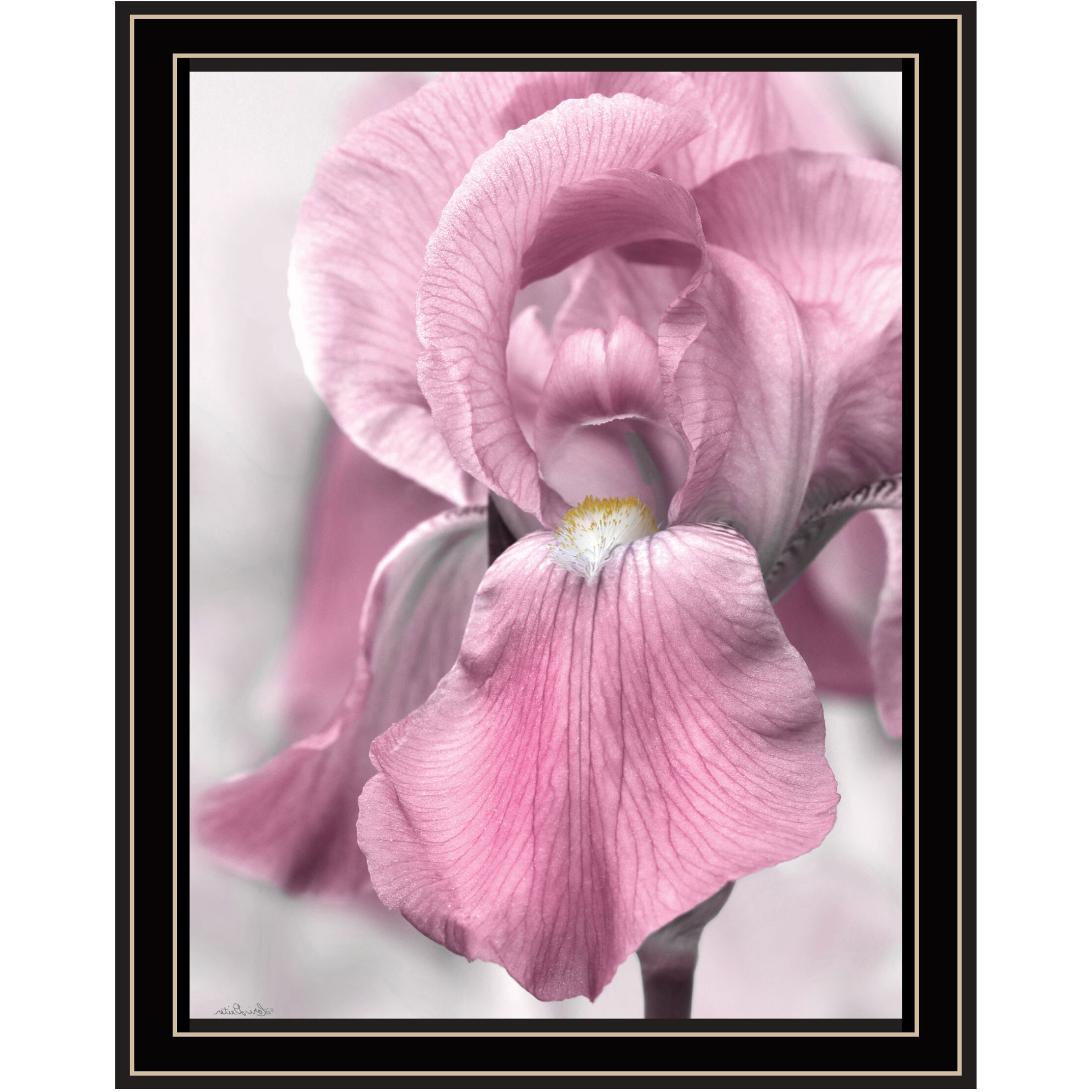 Pink Iris Black Framed Print Wall Art