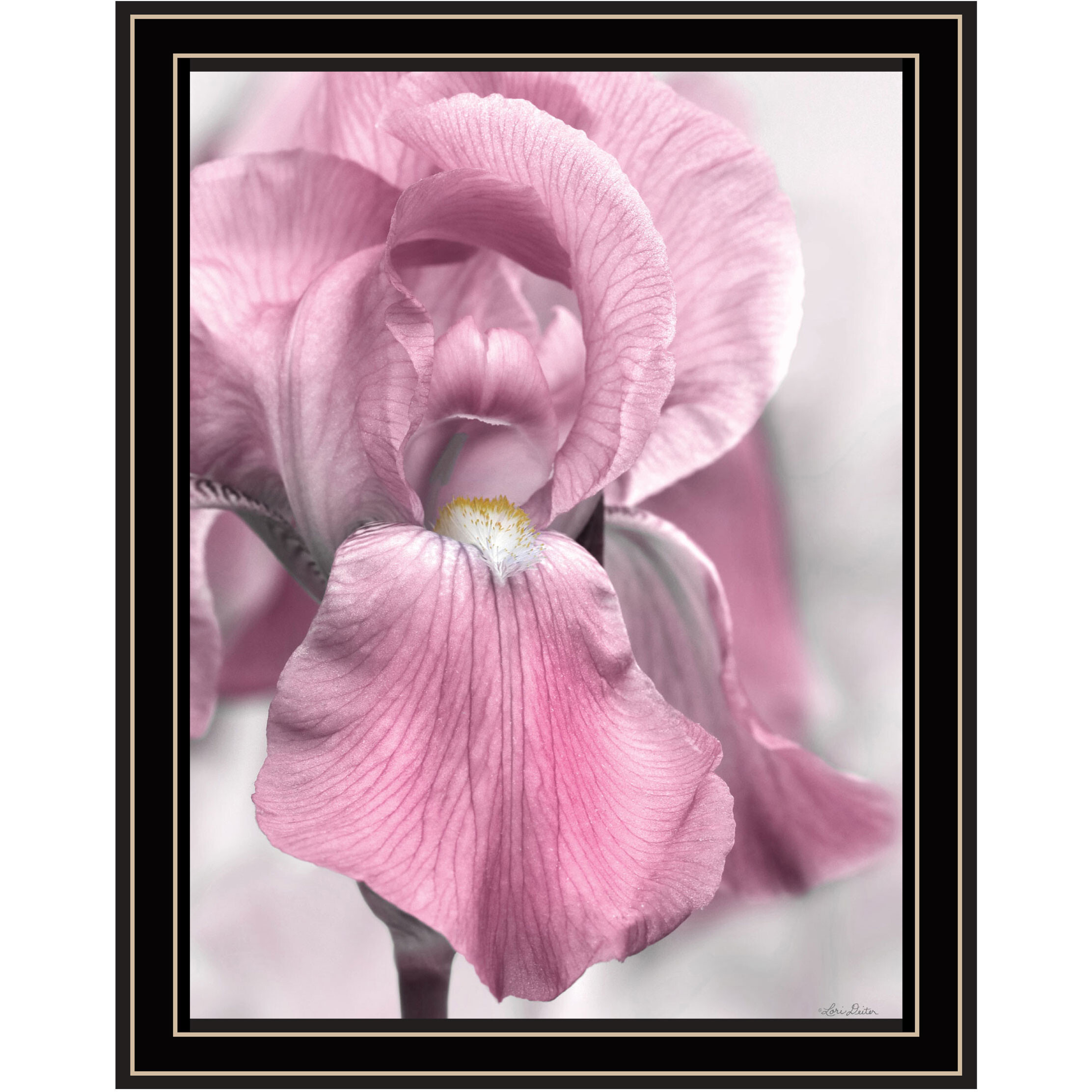 Pink Iris Black Framed Print Wall Art