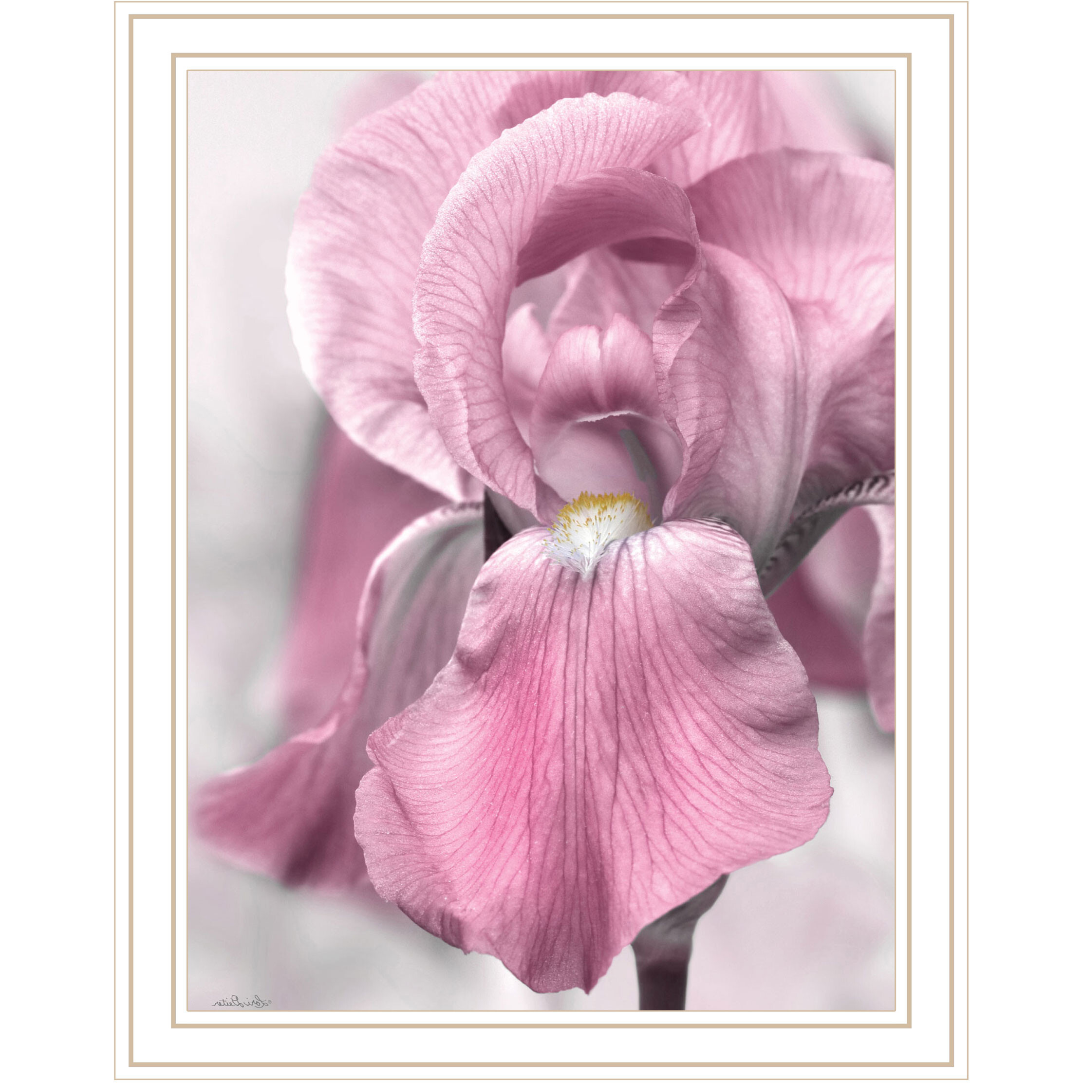 Pink Iris White Framed Print Wall Art