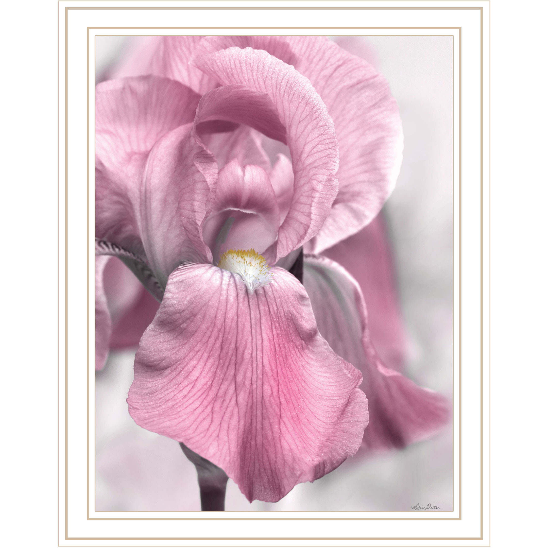 Pink Iris White Framed Print Wall Art