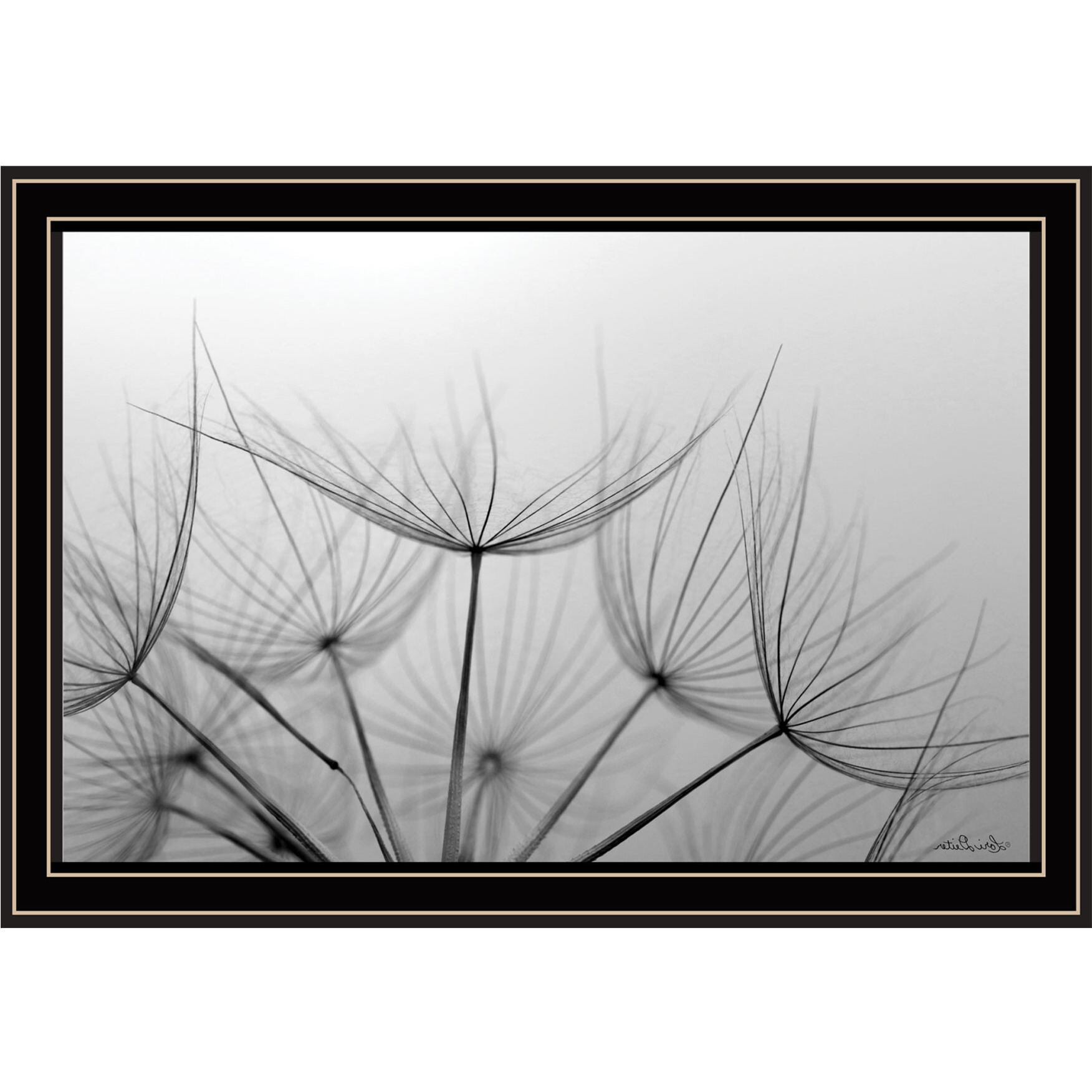 Love is a Delicate Flower Black Framed Print Wall Art