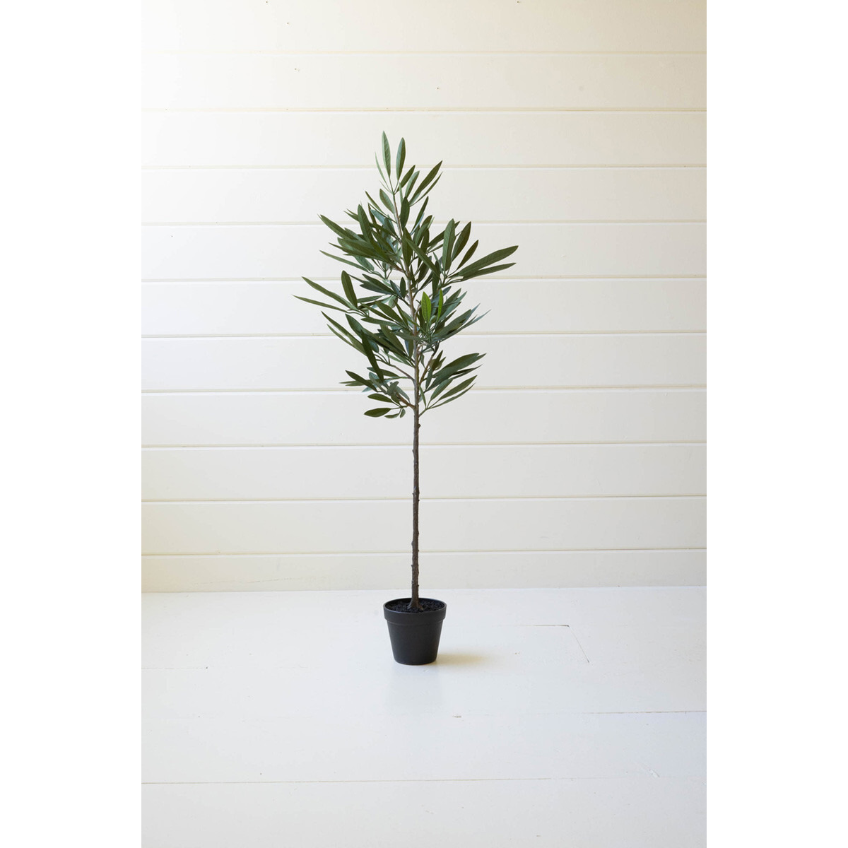 EUCALYPTUS TREE IN A BLACK POT
