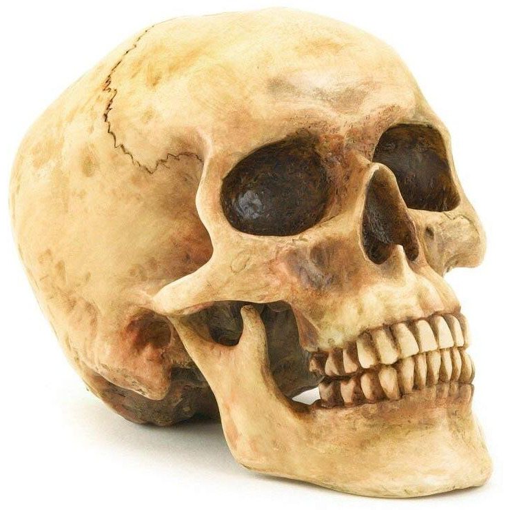 Grinning Highly Realistic Replica Human Skull Statue Home D      Cor 6.5X4.25X4.6""