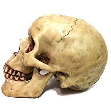 Grinning Highly Realistic Replica Human Skull Statue Home D      Cor 6.5X4.25X4.6""