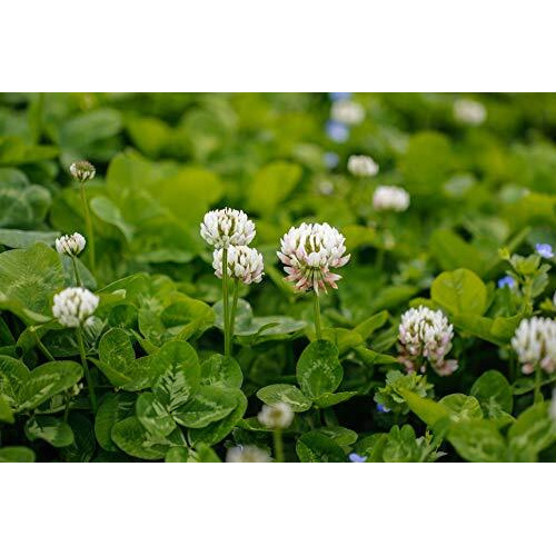 Outsidepride White Dutch Clover Seed For Erosion Control, Ground Cover, Lawn Alternative, Pasture, Forage, & More - 10 Lbs