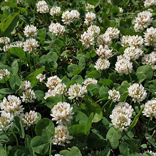 Outsidepride White Dutch Clover Seed For Erosion Control, Ground Cover, Lawn Alternative, Pasture, Forage, & More - 10 Lbs