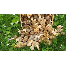 Morel Mushroom Spores In Sawdust Garden Seed Spore Kit From Wv 5 Gallon Kit