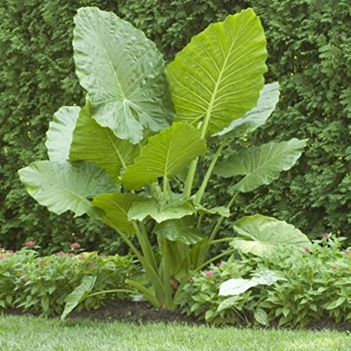Elephant Ears (Colocasia) 3 Bulb- Bold Tropical Effect To And Landscape