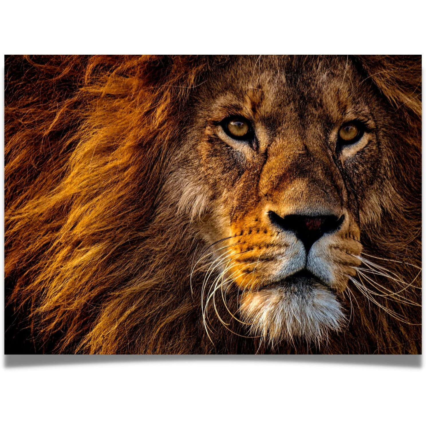 Jigsaw Puzzle For Adults 1000 Pieces - Lion Gaze - Large 27 X 20 Inch - Sturdy Tight Fitting Pieces - Easy Open Box - Puzzle Key On Back - Stand Up Art Card - Rating Very Hard