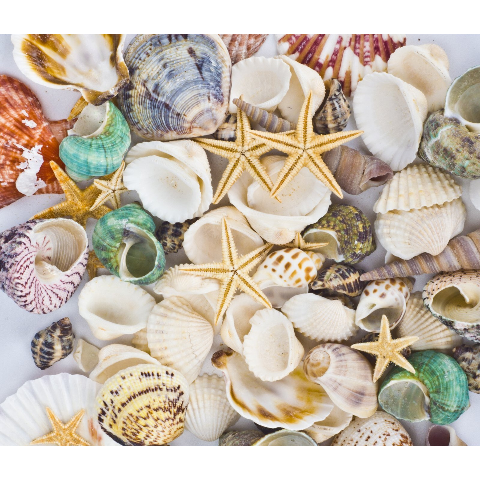 Famoby Sea Shells Mixed Beach Seashells Starfish For Beach Theme Party Wedding Decorations Diy Crafts Candle Making Fish Tank Vase Fillers Home Decorations Supplies 70+ Pcs
