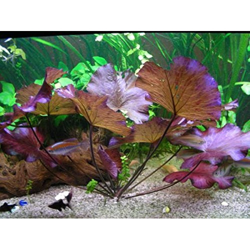 Tiger Lotus Bulbs - Freshwater Aquatic Plant | Sprouts In Tanks Under 72F