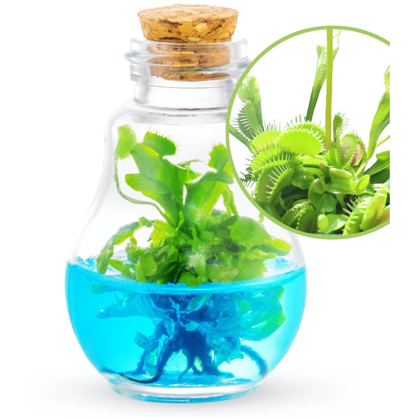 Venus Fly Trap, Grow Your Own Venus Flytrap In A 100% Self Sustaining Glass Terrarium, Maintenance Free, Easy To Grow, Healthy Growth Guarantee