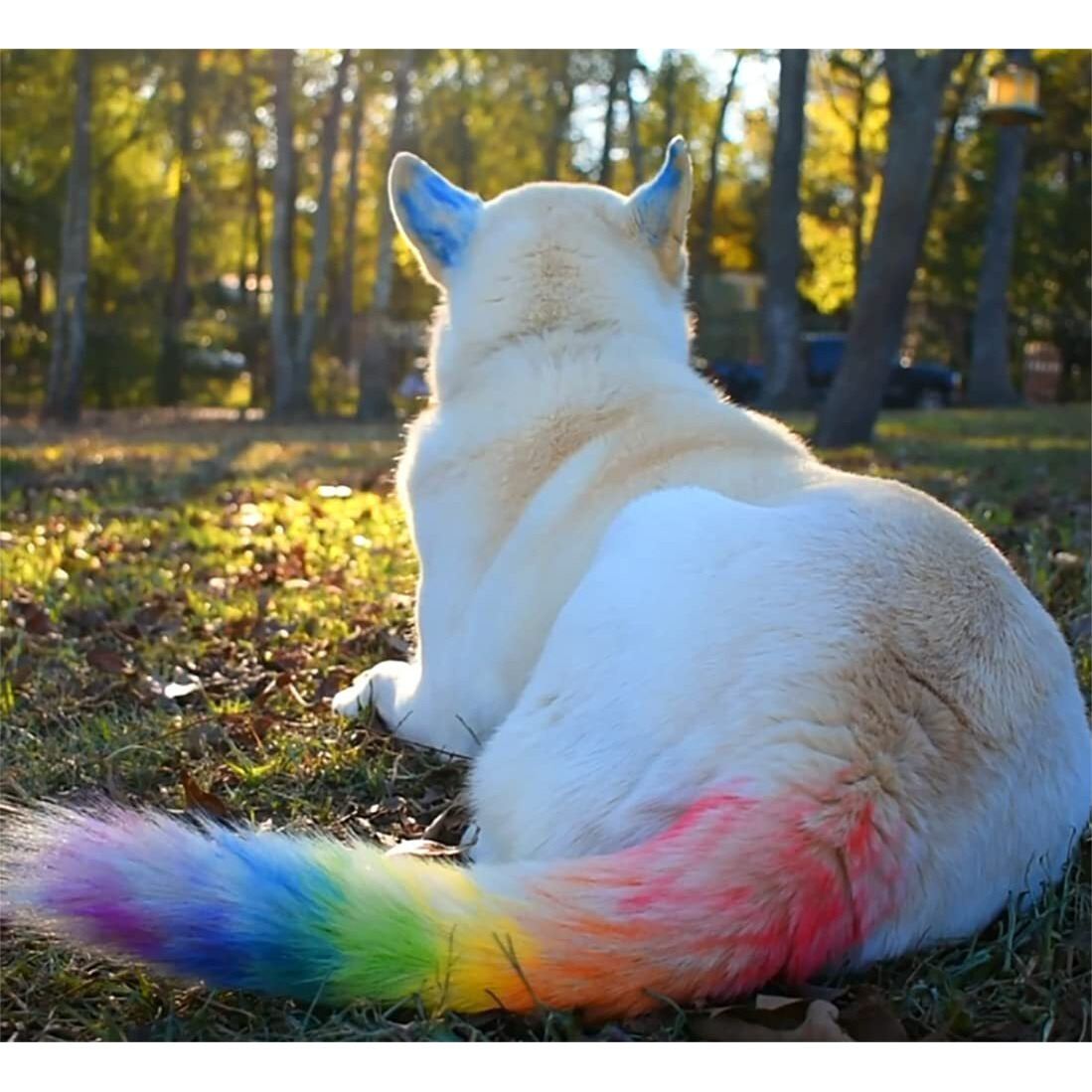 Jim&Gloria Washable Pet Fur Paint Dye For Your Pets Temporary Colors Hair Painting Pens Grooming Boy And Girl Dog Accessories Kit Farm Animal Marking Markers For Cattle Horses Livestock - Set Of 12