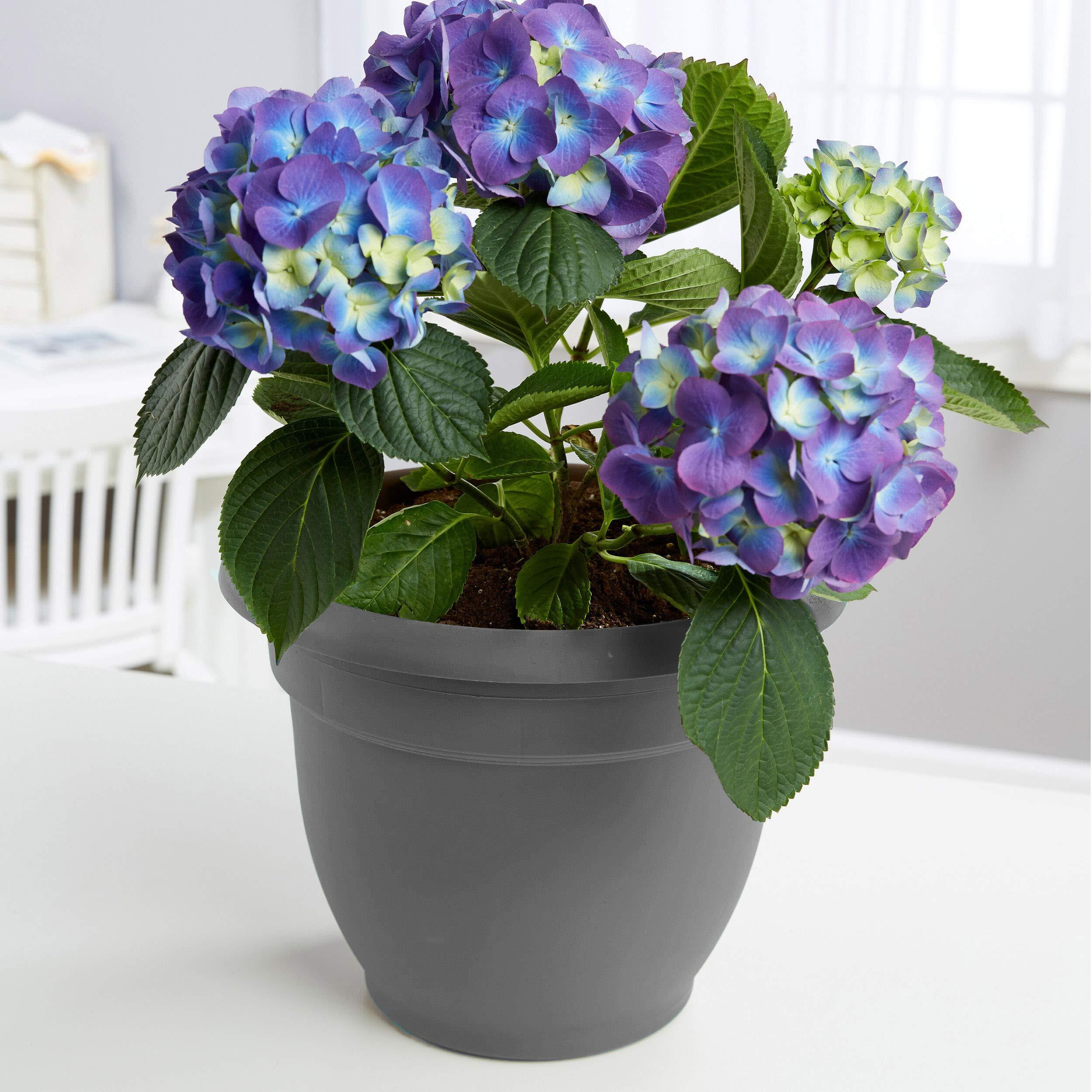 Bloem Ap08908 Ariana Self Watering Planter 8"", Charcoal Gray