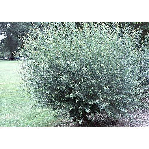 2 Basket Willow Bush Cuttings -Salix Purpurea - Prized For Branches To Make Willow Baskets - A Short Thick Shrub Makes It Great For Privacy Screen - Streamco Willow Bush