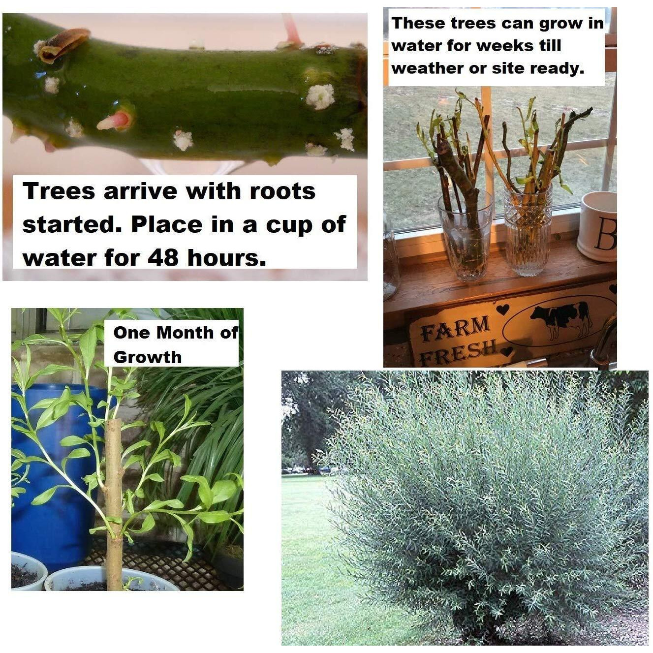 2 Basket Willow Bush Cuttings -Salix Purpurea - Prized For Branches To Make Willow Baskets - A Short Thick Shrub Makes It Great For Privacy Screen - Streamco Willow Bush