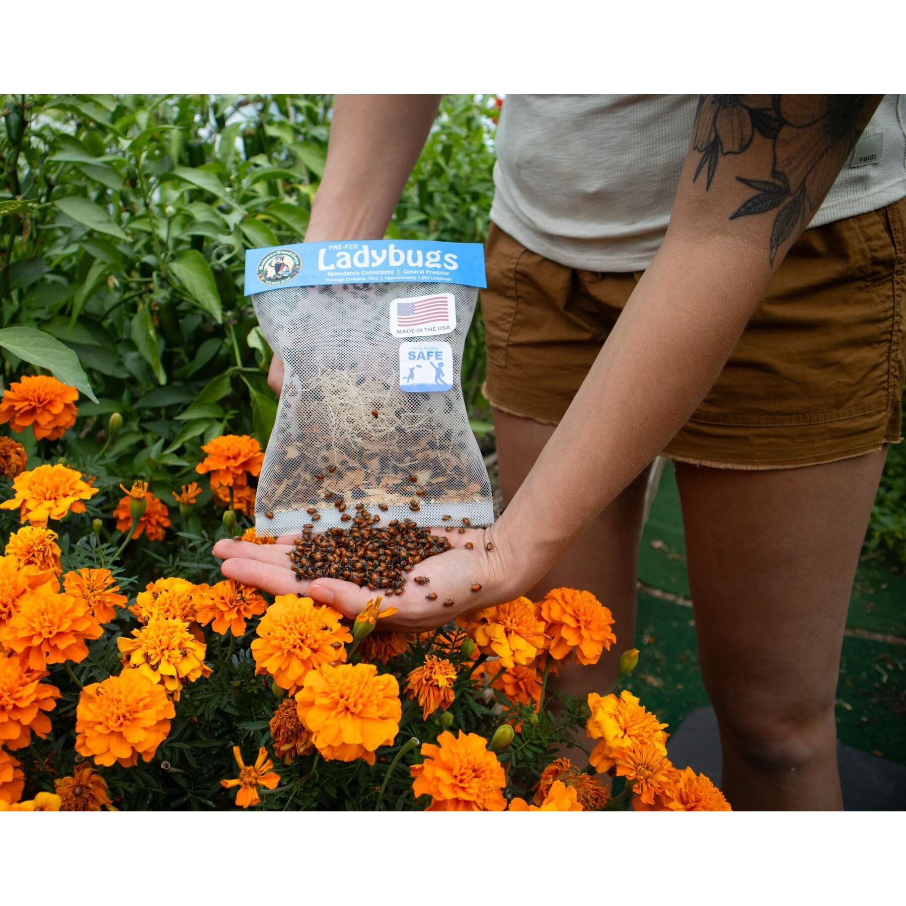Naturesgoodguys 1500 Live Ladybugs - Good Bugs- Ladybugs - Guaranteed Live Delivery