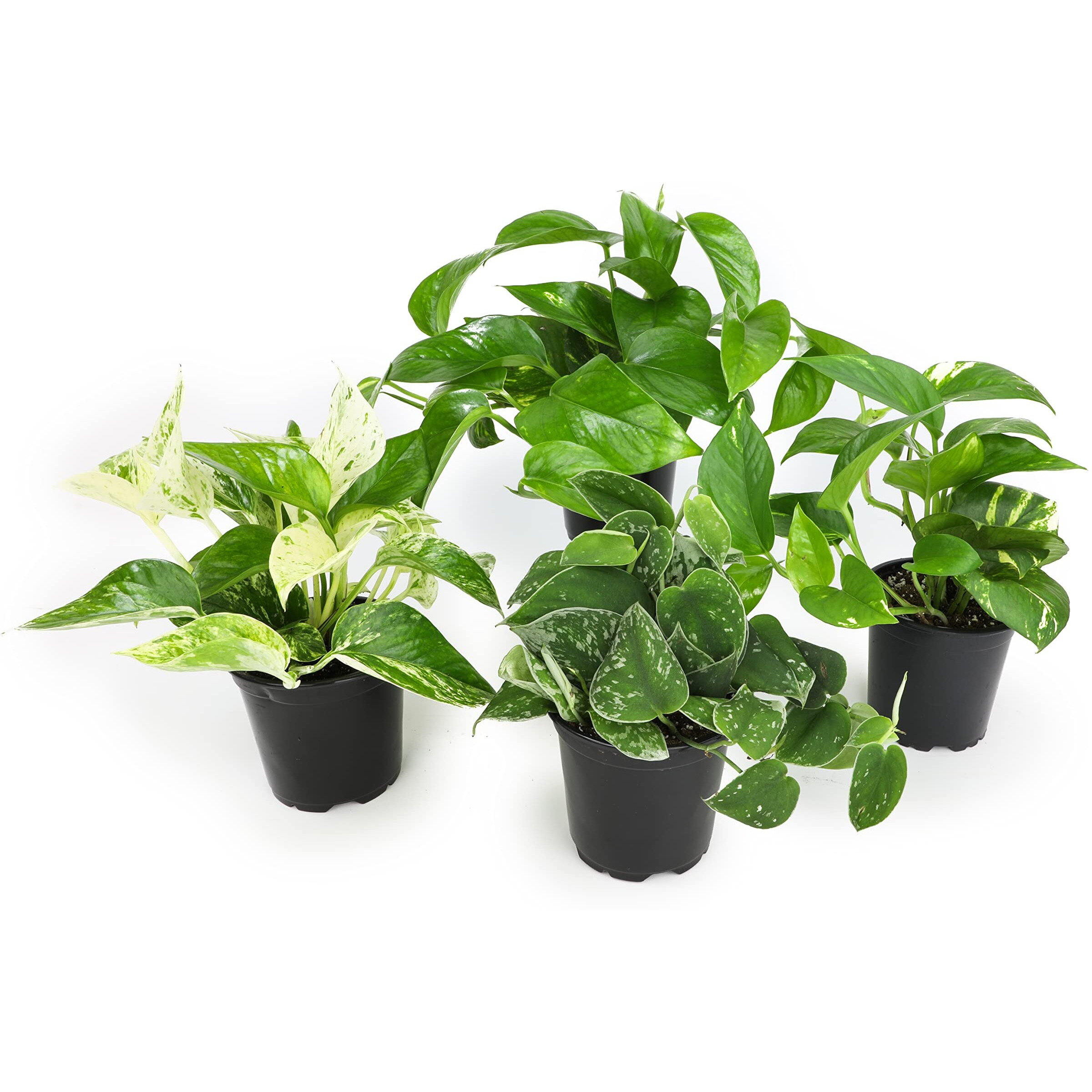 Live Pothos Plants (4Pk) Indoor Plants Live Houseplants, Pothos Live Plant House Plants, Money Plant Indoor Pothos Plant Decor, Devils Ivy Trailing Plants Live By Plants For Pets,Black