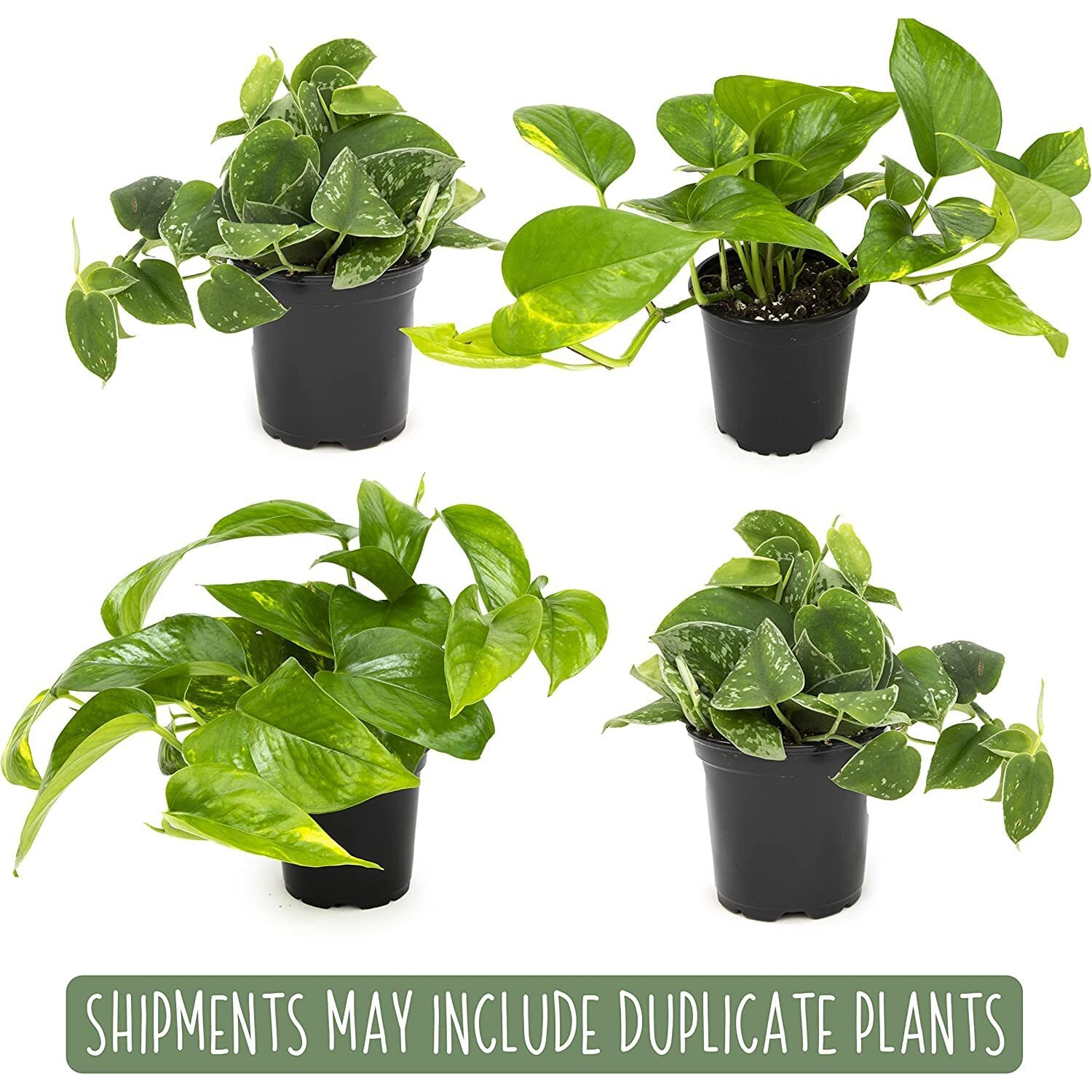 Live Pothos Plants (4Pk) Indoor Plants Live Houseplants, Pothos Live Plant House Plants, Money Plant Indoor Pothos Plant Decor, Devils Ivy Trailing Plants Live By Plants For Pets,Black