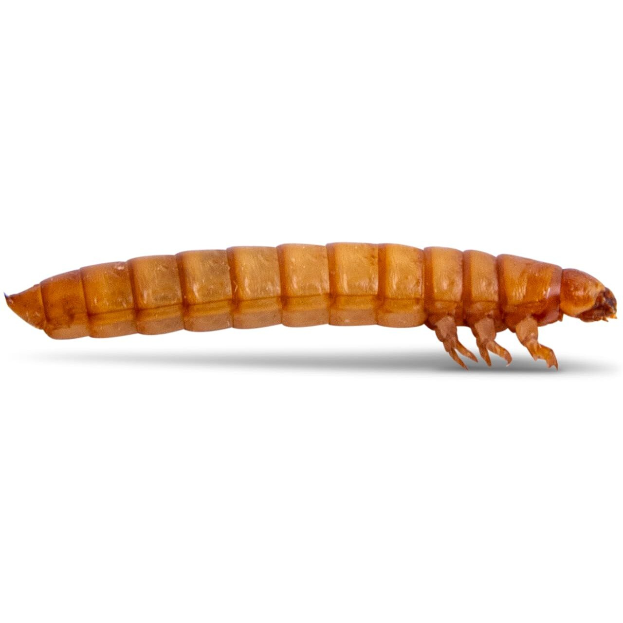 Fluker's Live Mealworms, 500 Count Insects For Reptiles, Chickens, And Birds, Medium Size, (Approx. 3/4"")