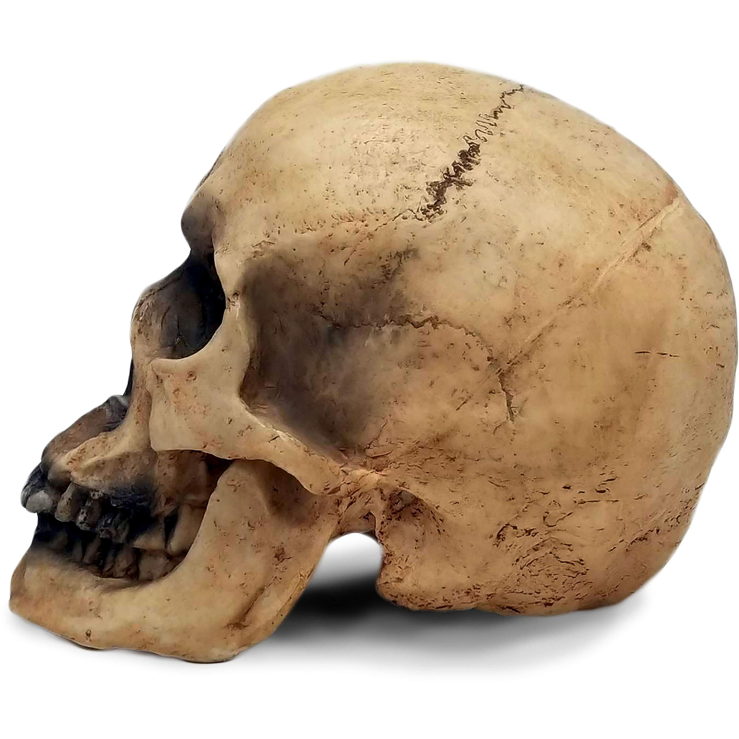 Dwk 8"" De Mortuis Actual Size Faux Human Skull Decor Halloween Decoration Gothic Anatomy Figure For Home And Office