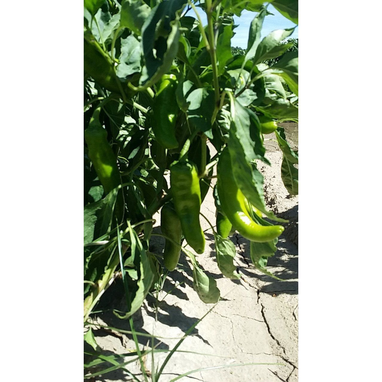Colorado Green Chili Sauce Medium