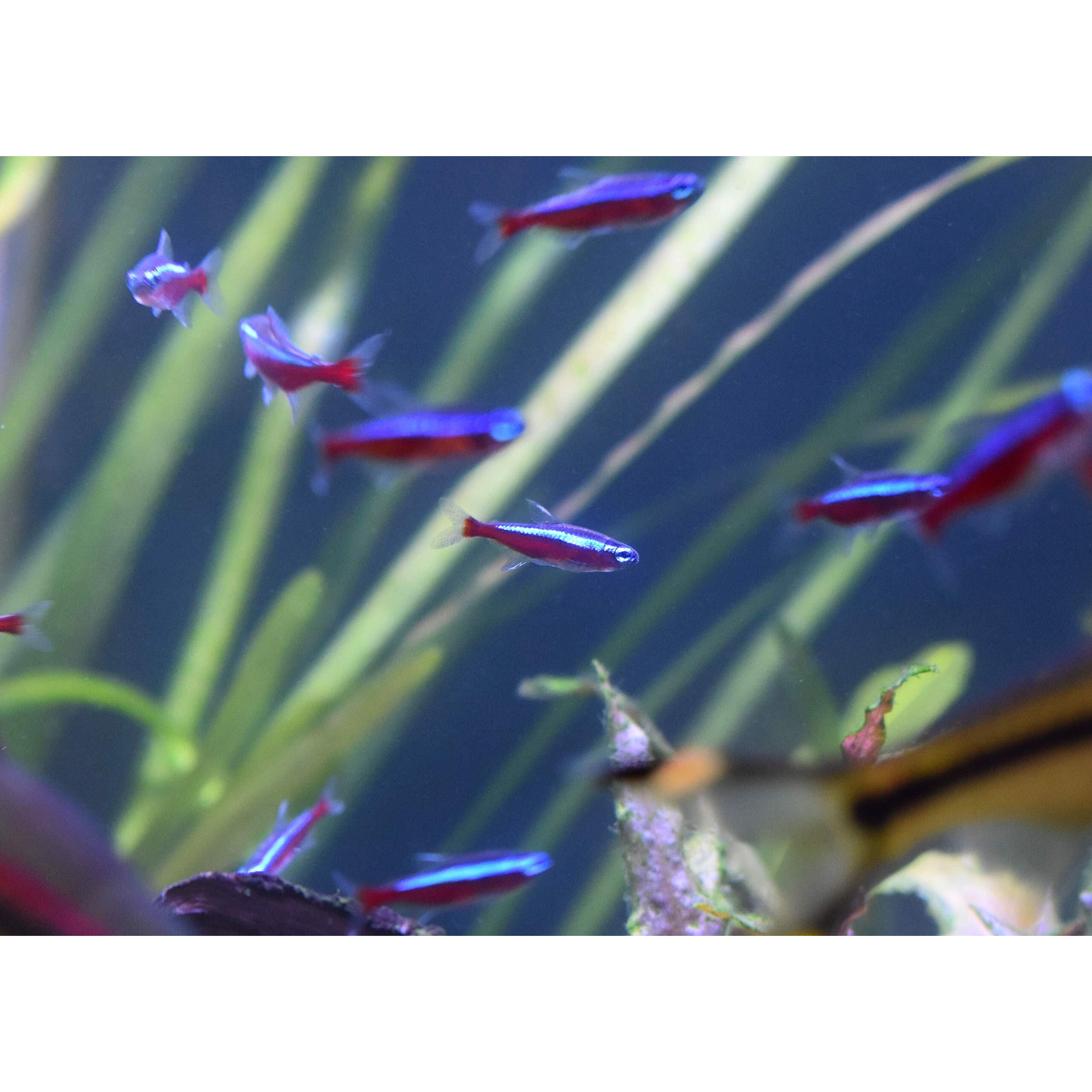 Seachem Stability -1L
