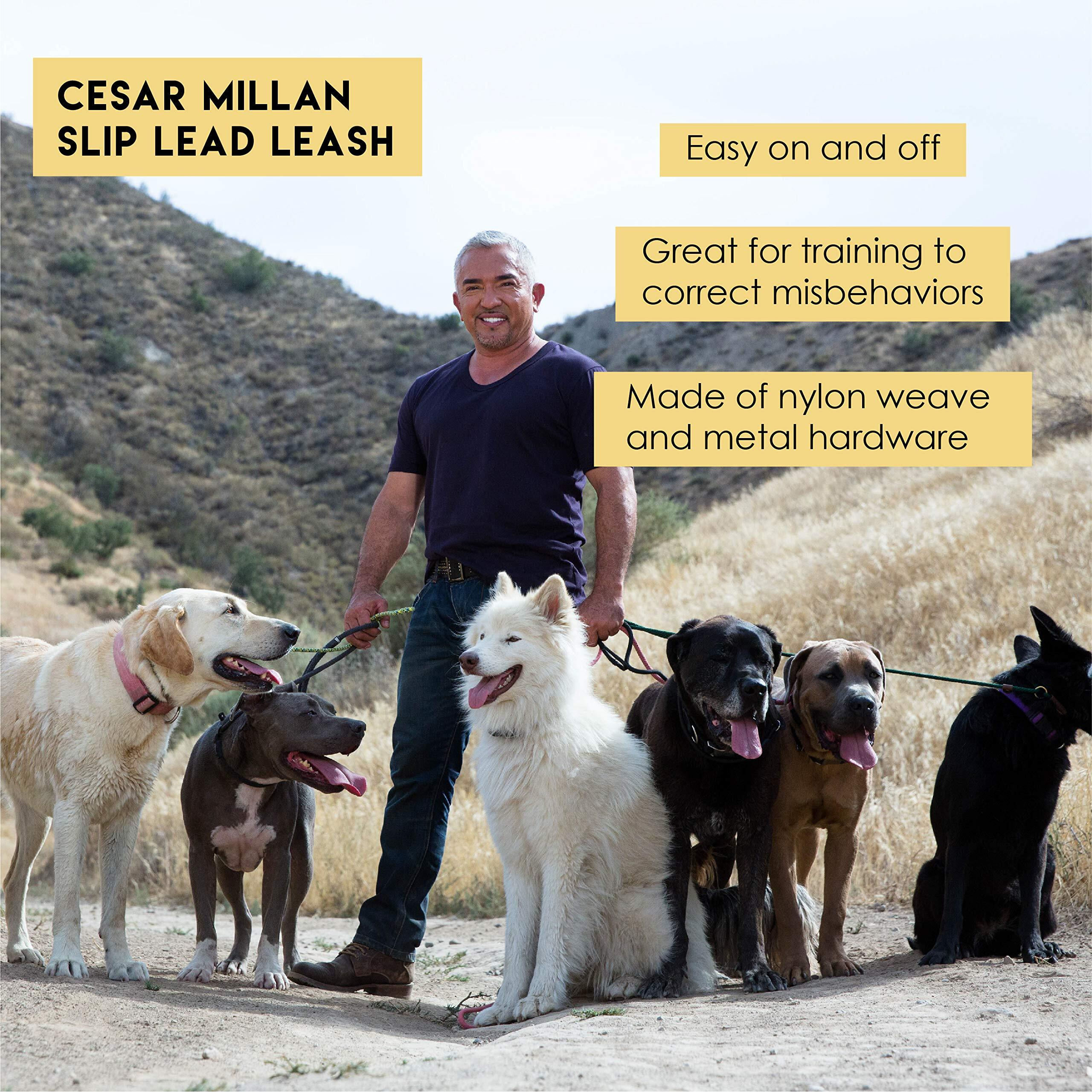 Cesar Millan Slip Lead Leash - 2-In-1 Slip Collar Dog Training Lead & Collar | Heavy Duty Durable Weatherproof Rope Leash, No Pull Training | Length 4Ft Diameter 4/10   (Regular, Black)
