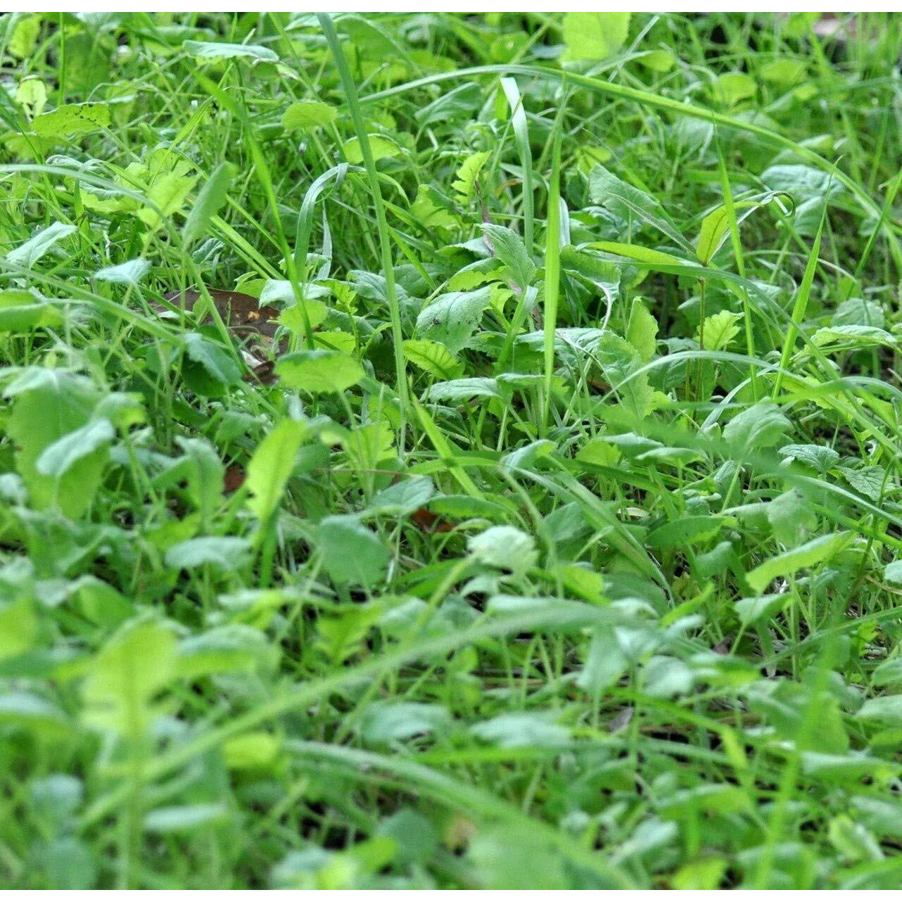 Whitetail Institute Bowstand Deer Food Plot Seed, Annual Forage Designed To Attract Deer To Small, Remote Food Plots For Bow Hunting, Can Be Planted With Hand Tools, 4 Lbs (4500 Sq Ft)