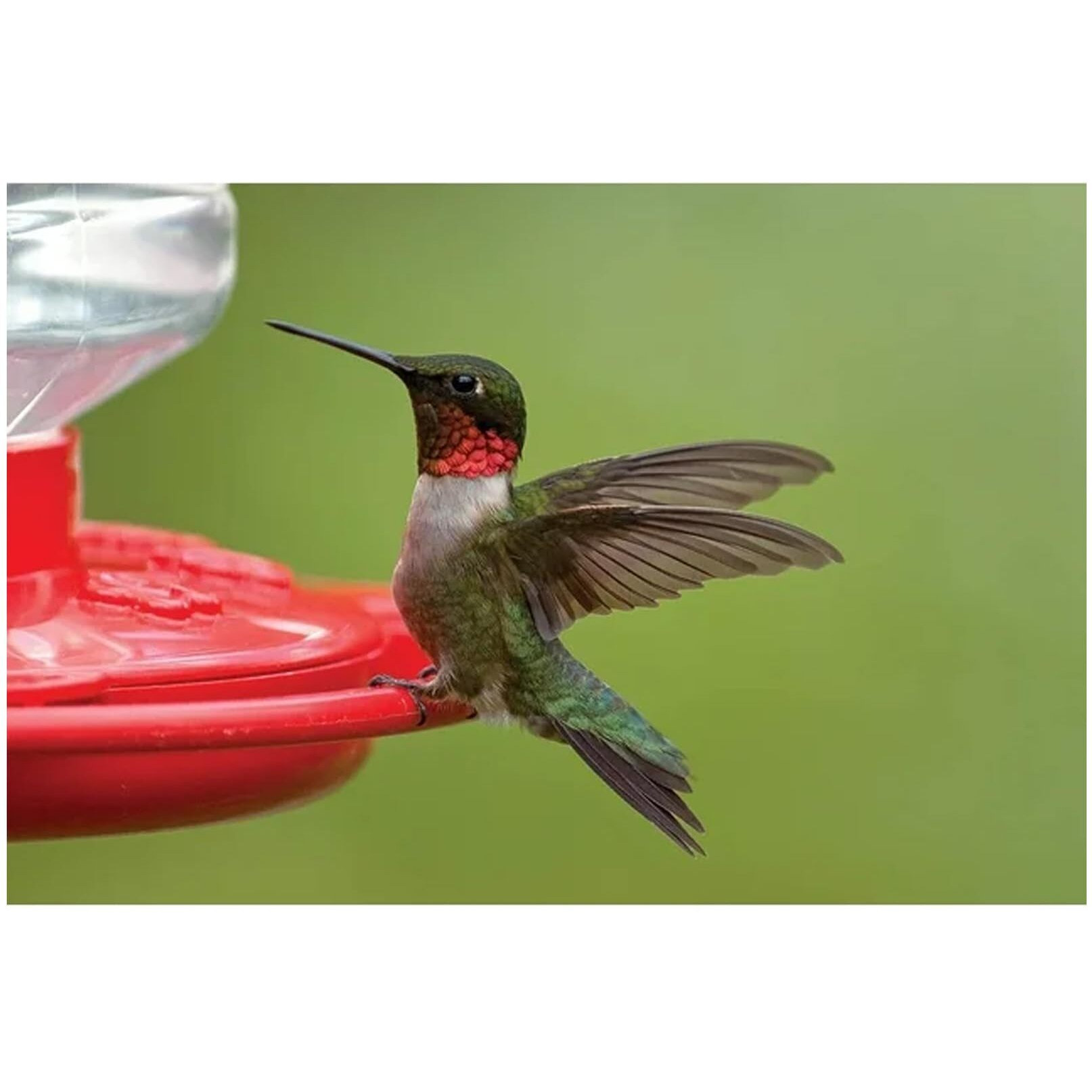 First Nature 3090 32-Ounce Hummingbird Flower Feeder
