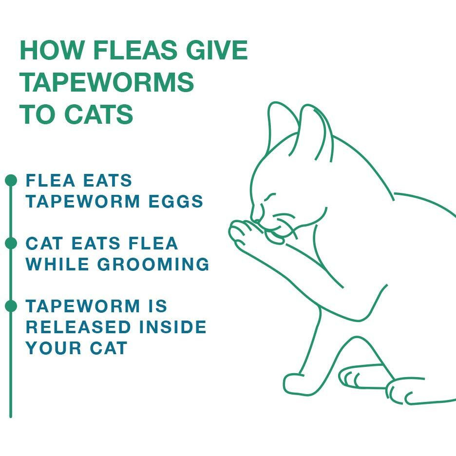 Elanco Tapeworm Dewormer (Praziquantel Tablets) For Cats And Kittens 6 Weeks And Older, 3-Count