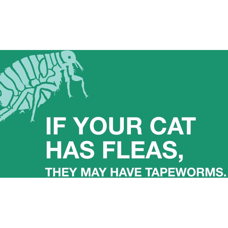 Elanco Tapeworm Dewormer (Praziquantel Tablets) For Cats And Kittens 6 Weeks And Older, 3-Count