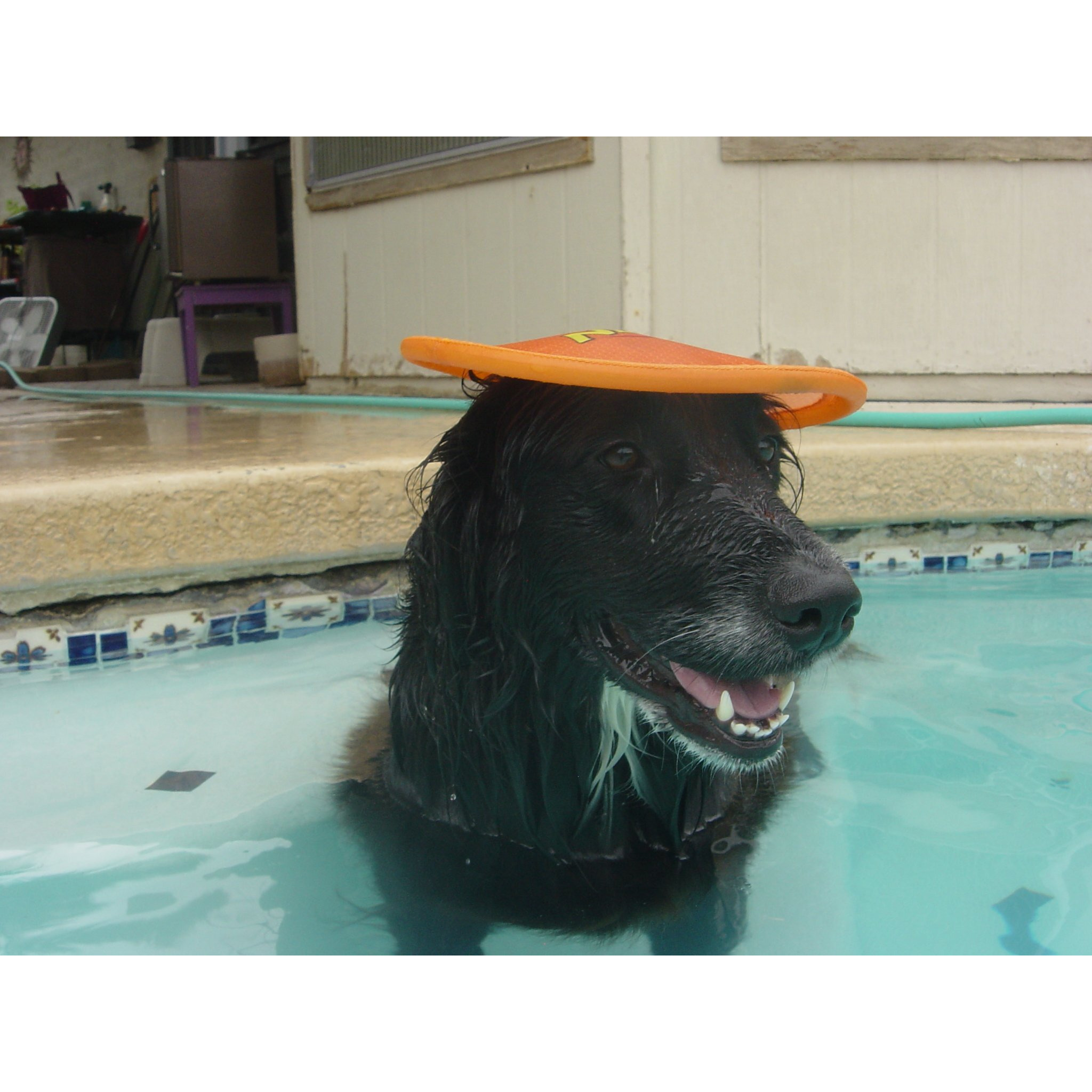 Nerf Dog Nylon Flyer Dog Toy, Flying Disc, Lightweight, Durable And Water Resistant, Great For Beach And Pool, 9 Inch Diameter, For Medium/Large Breeds, Single Unit, Orange