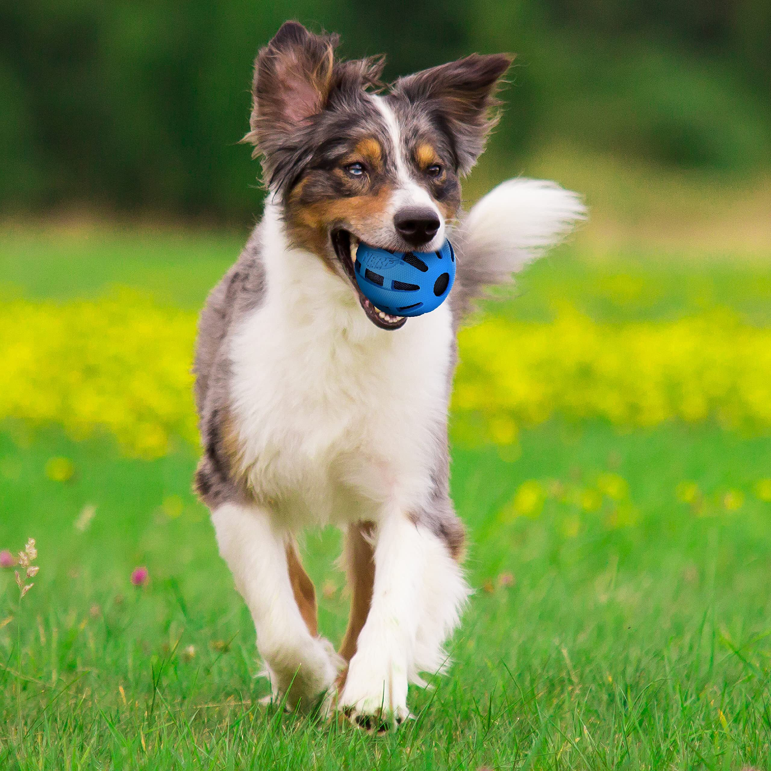 Nerf Dog Crunch And Squeak Rubber Ball Dog Toy, Single, Medium/Large, Blue