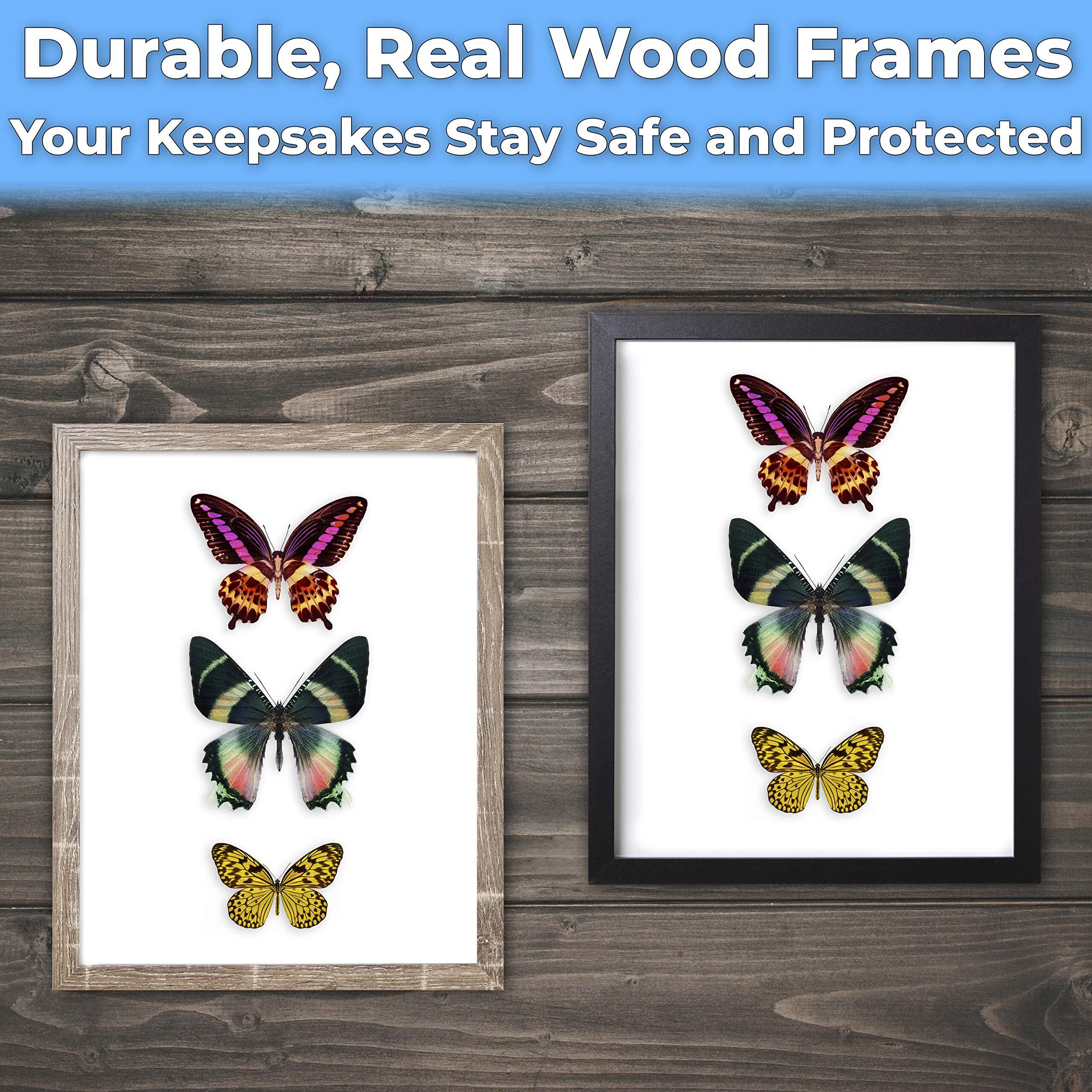 Super-Sturdy 11X14 Black Shadow Box Frame With Glass 2 Pk. Fill Large Wood Memory Box With Wedding Flowers, Jerseys, Cute Pet Photos, Ticket Stubs, Or Medals. Great Seashell Display Case