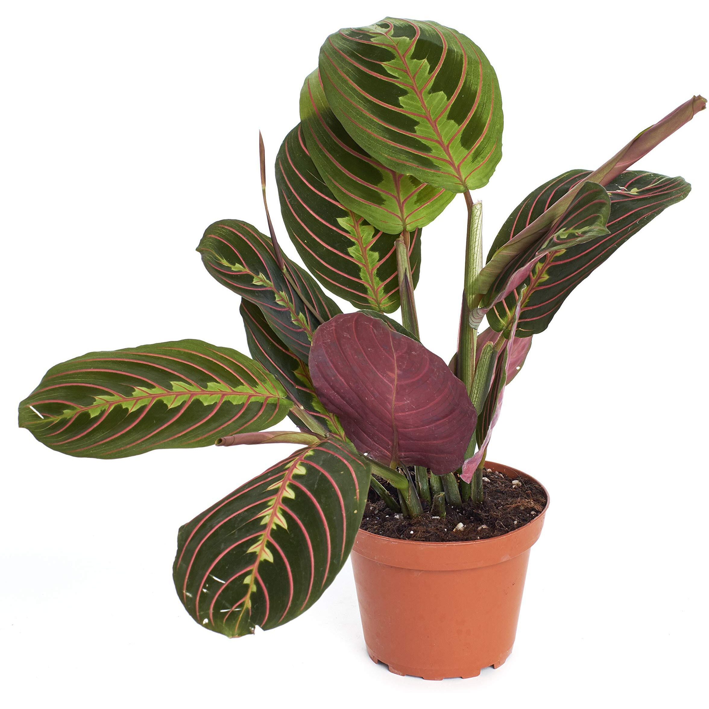 Hirt's Red Prayer Plant - Maranta - Easy To Grow House Plant - 4"" Pot