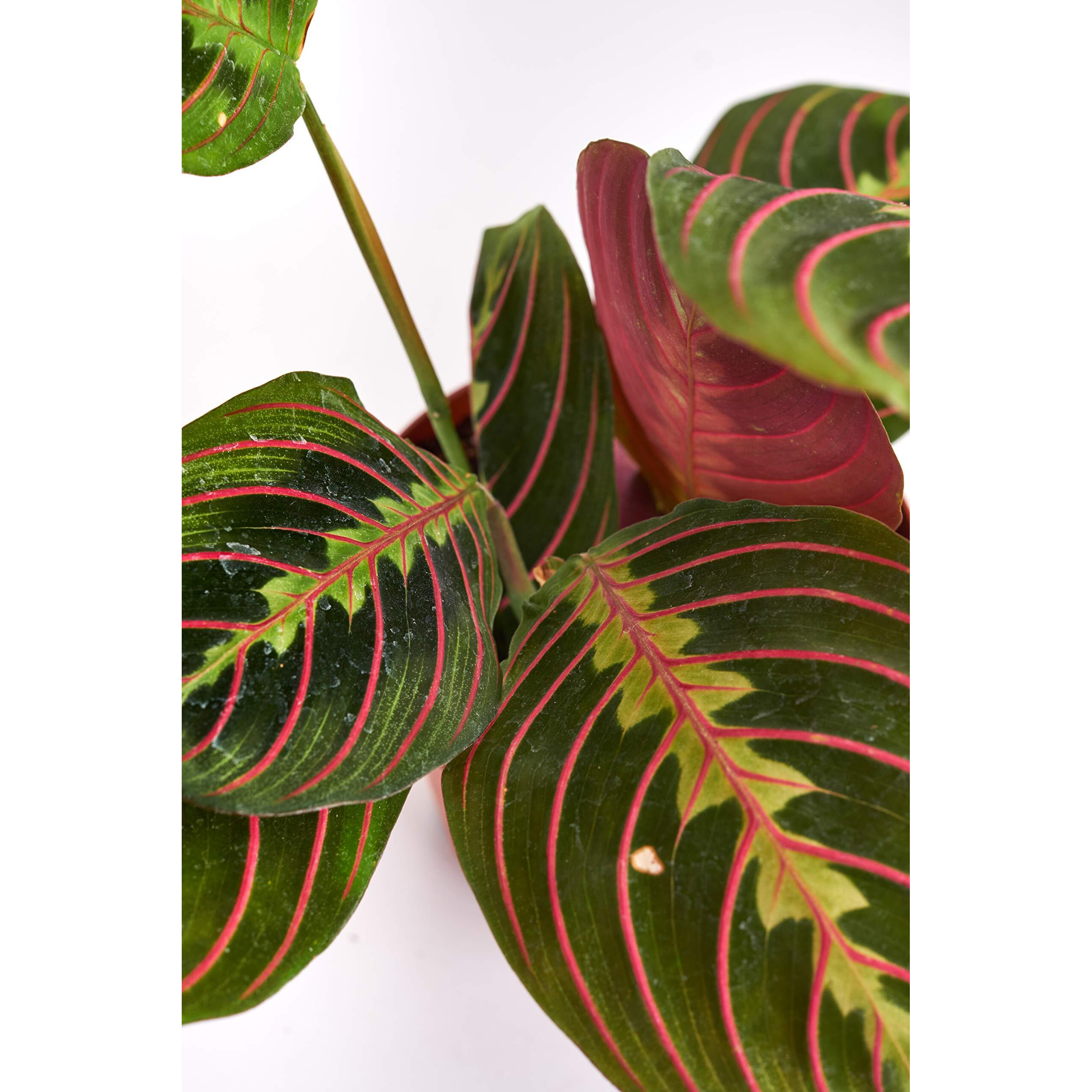 Hirt's Red Prayer Plant - Maranta - Easy To Grow House Plant - 4"" Pot