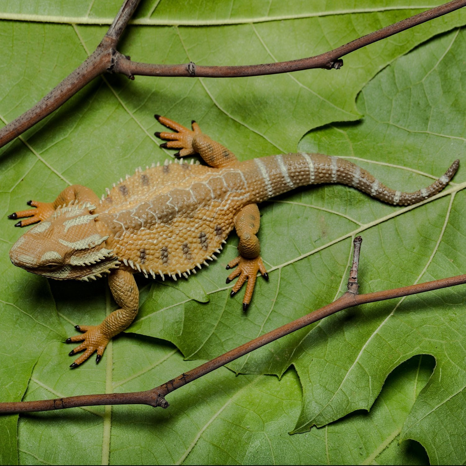 Collecta Bearded Dragon Lizard Toy Figure - Authentic Hand Painted Model , Tan , 1.6 Inch